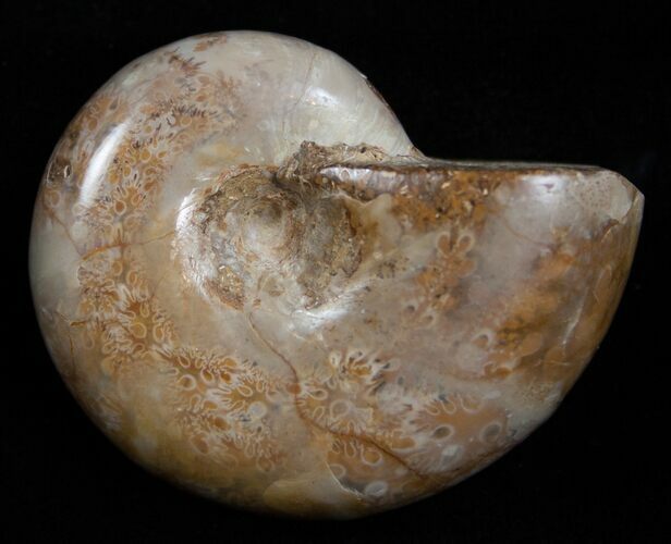 Inch Polished Ammonite From Madagascar #2257